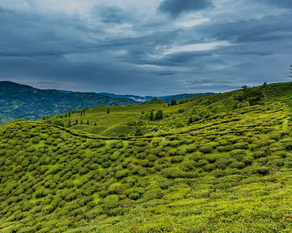 darjeeling-tea-garden-2